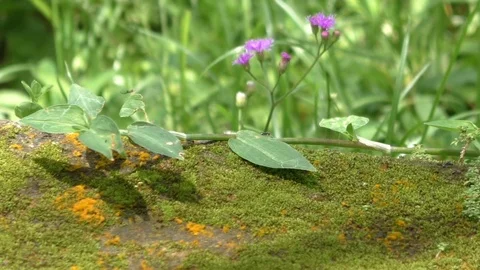 Stone and moss with an ant path Stock Footage 71196919