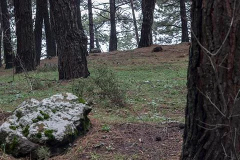 A Stone and Old Trees Stock Photos