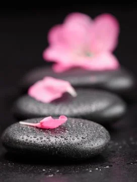 Stone and petal Stock Photos