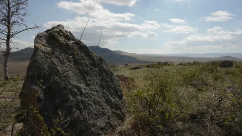 Stone and pine 動画素材 103438653