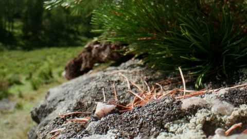Stone and pine needles Stock Footage 196835019