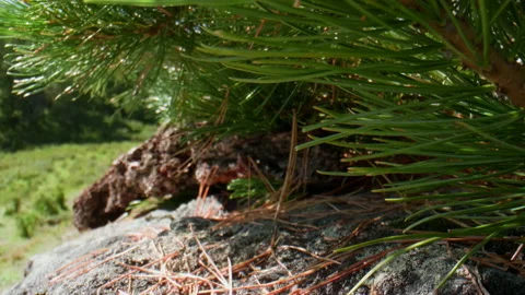 Stone and pine needles Stock Footage 197511634