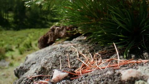 Stone and pine needles Stock Footage 199285268