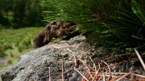 Stone and pine needles Stock Footage 201171191