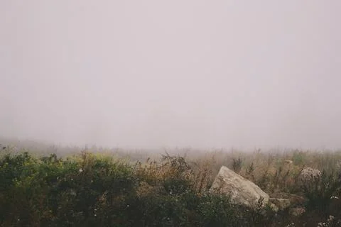 Stone and plants on the background of dense fog Foto stock