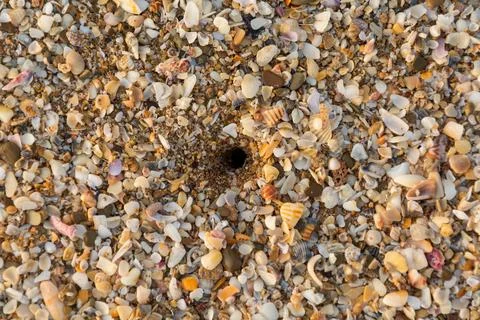Stone and sand shells scattered on the beach 스톡 사진