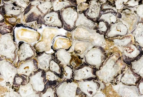 Stone and shell wall texture Stock Photos