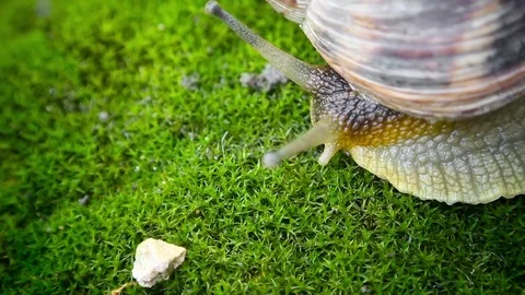 Stone and snail Stock-Footage 78876274