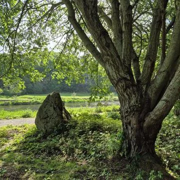 Stone and the tree. Stock Photos