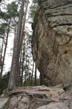 The Stone and trees in forest. Located in Czech Republic Stock Photos