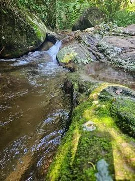 Stone and Water Path in Forest Stock Photos