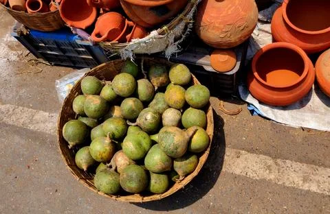 Stone apple bilva or sriphal or shivadruma bel or bael or sripal large frui.. Stock Photos