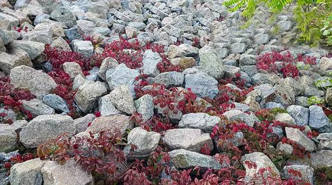 Stone background with branches of plants. Branches with green leaves. Mound o Стоковые фото