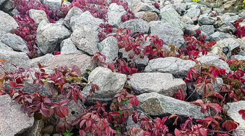 Stone background with branches of plants. Branches with green leaves. Mound o Fotos de archivo