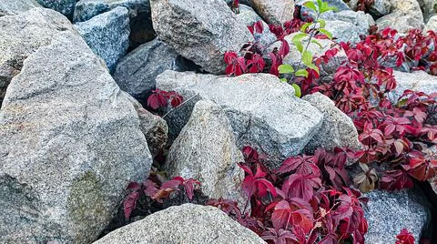 Stone background with branches of plants. Branches with green leaves. Mound o Фото