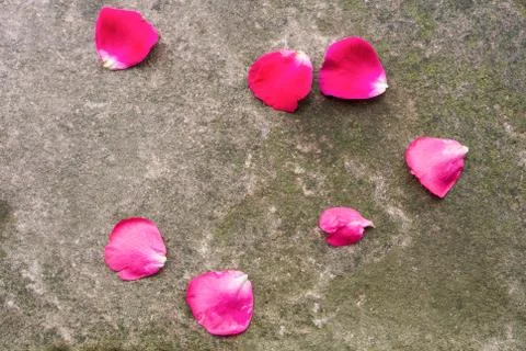 Stone background with moss and fallen dark pink rose petals, Walldorf, German Foto stock