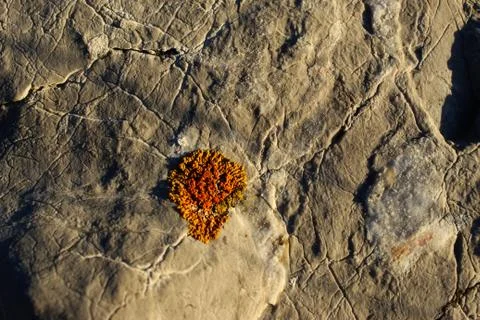 Stone background with one small colony of orange lichen. Foto stock