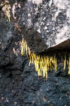 Stone background Stock Photos