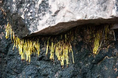 Stone background Stock Photos