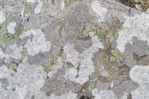 Stone background with textured surface and Lichen Moss. Pattern mineral with  Stock Photos