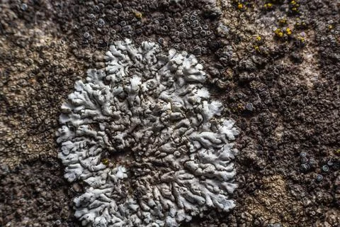 A stone background with textured surface and Lichen Moss. Pattern mineral wit Stock Photos