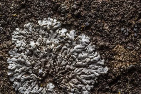 A stone background with textured surface and Lichen Moss. Pattern mineral wit Stock Photos