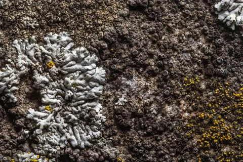 A stone background with textured surface and Lichen Moss. Pattern mineral wit Stock Photos