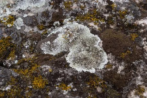 A stone background with textured surface and Lichen Moss. Pattern mineral wit Stock Photos