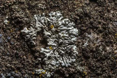 A stone background with textured surface and Lichen Moss. Pattern mineral w.. Stock Photos