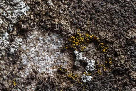A stone background with textured surface and Lichen Moss. Pattern mineral w.. Stock Photos