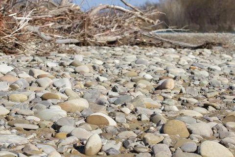 A stone beach of a mountain river with fallen trees on a sunny day. Stock Photos