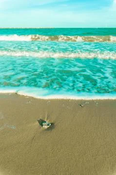 Stone on the beach with softwave Stock Photos