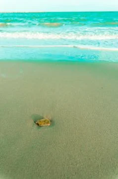 Stone on the beach with softwave Stock Photos