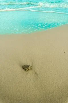 Stone on the beach with softwave Stock Photos