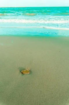 Stone on the beach with softwave Stock Photos