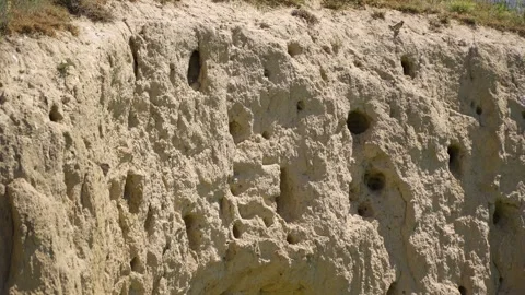 Stone with Bee-Eater Nests and Birds Gathering Around Stock-Footage 254850657