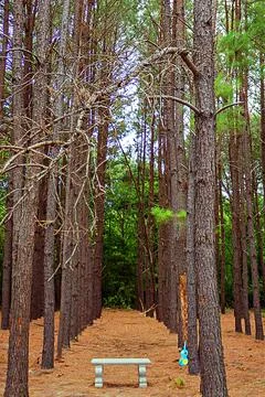 Stone bench in the woods Foto stock