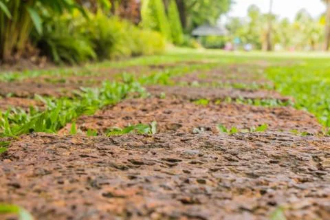 The stone block walk path in the park with green grass background. Stock Photos