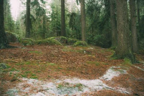 Stone blocks in the moss.snow-covered path in the winter spruce forest Stock Photos