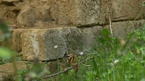 Stone Blocks Wall Ruins in Forest Stock Footage 77350694