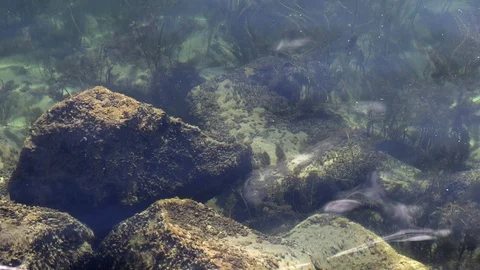 Stone bottom of the lake with algae and sun glare Stock Footage 125992248