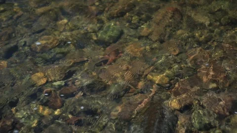 Stone bottom of a mountain river with running water Stock Footage 105946899