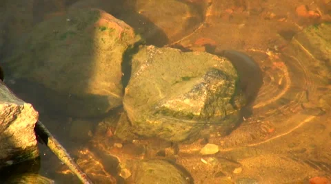 The stone at the bottom of the river Stock Footage 5088370