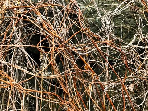 A stone braided with a vine. Stock Photos