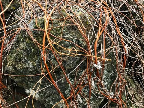 A stone braided with a vine. Stock Photos