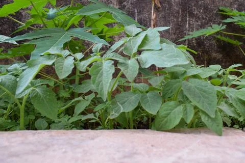 Stone brick podium with nature leaves for design healthy product Foto stock