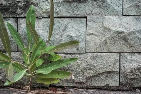 Stone bricks Stock Photos