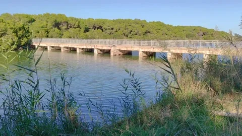 Stone bridge over beautiful river in natural parkland Stock Footage 166600780