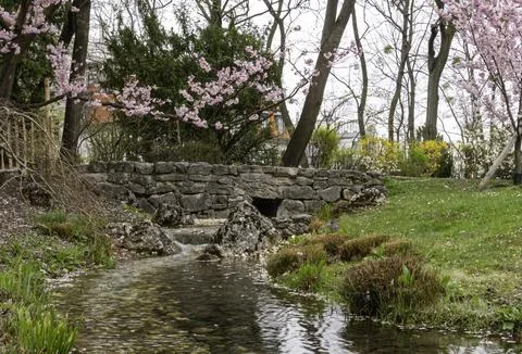 Stone Bridge Over Clear Stream in Spring Park with Cherry Blossoms Stock Photos