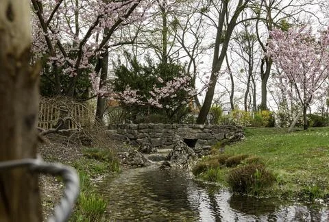 Stone Bridge Over Clear Stream in Spring Park with Cherry Blossoms Stock Photos